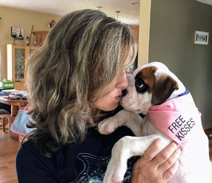 boxer puppy for sale